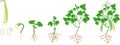 Life cycle of bean plant. Growth stages from seeding to flowering and fruiting plant with root system